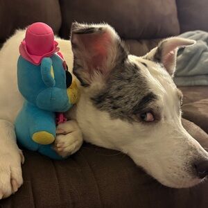 Meet your Posher, Amy